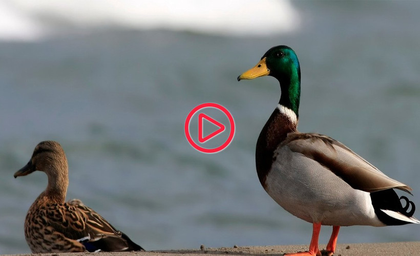 Kızılırmak Deltası Kuş Cenneti'ndeki yeşilbaş ördekler görüntülendi