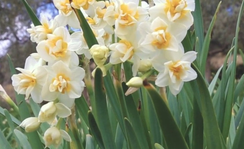 Evin mis gibi kokmasını sağlayacak çiçekler! Salonda mutlaka olmalılar