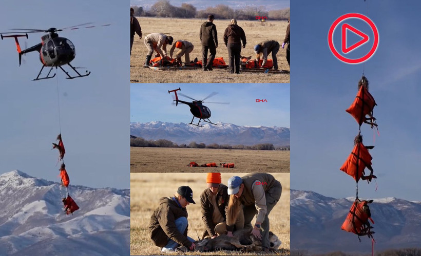 Göç yolları incelenecek: ABD'de 1200 geyiğe GPS tasma takıldı