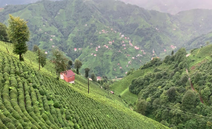 Rize'de çay ve fındık bahçelerine bakır madeni yapılacak