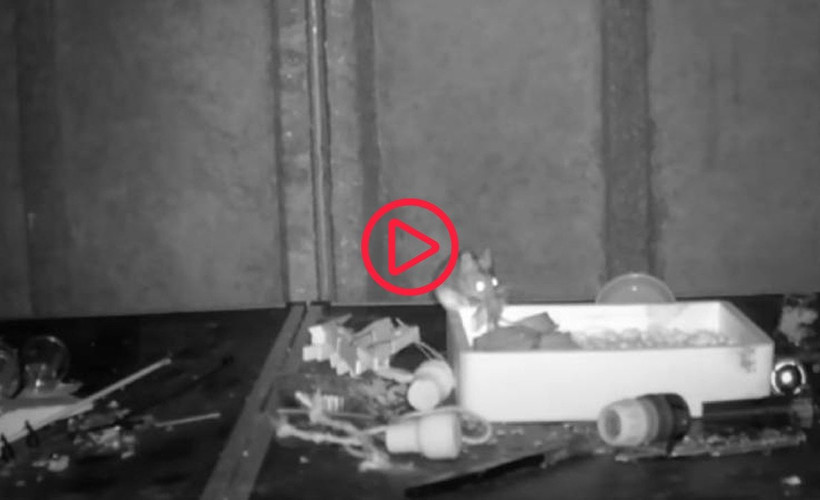 Ratatouille 'gerçek' oldu: 'Düzenli fare' her gece kulübeyi toplarken görüntülendi