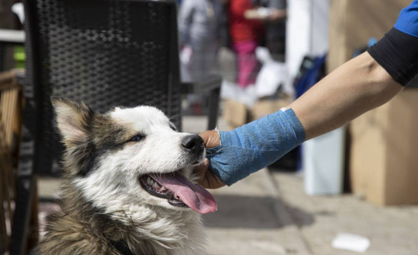 Mersin'de kamyonetin çarptığı engelli köpek tedaviye alındı