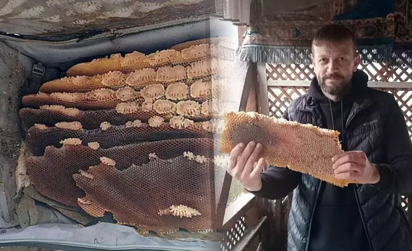 Kovandan 'kaçan' arılar, kullanılmayan bavula bal yaptı