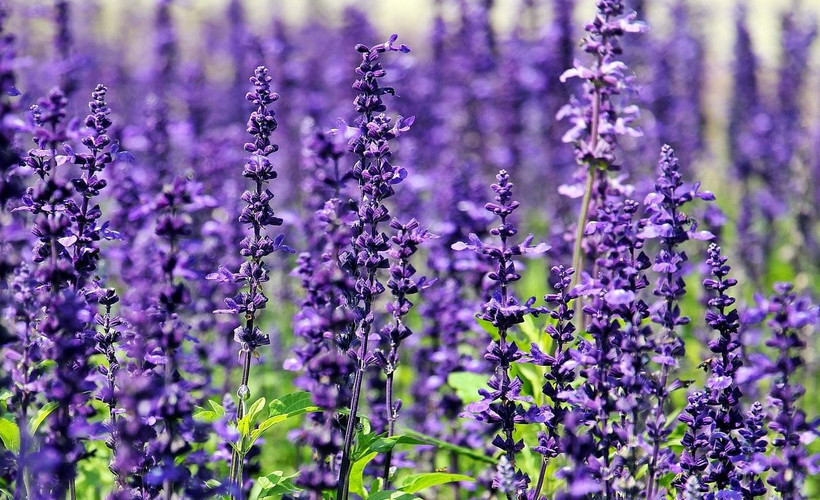 Lavanta çok daha hızlı büyüyor! Evde lavanta bakarken bilmeniz gereken tüyo