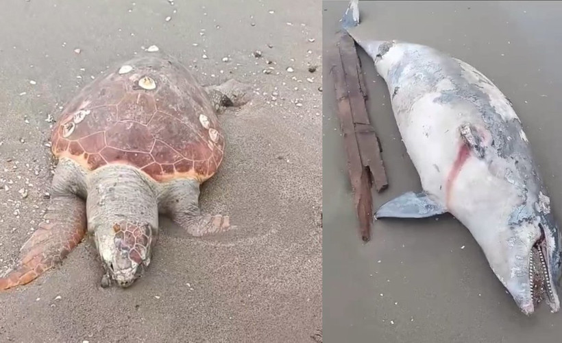 Adana'da kıyıya caretta caretta ve yunus ölüsü vurdu