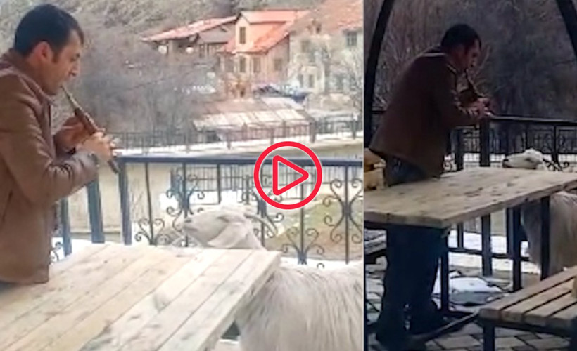 Bu kez çoban değil, dolmuş şoförü çaldı: Keçiler mey dinlerken görüntülendi