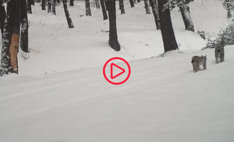 Nesli tehdit altındaki vaşaklar Ardahan'da görüntülendi