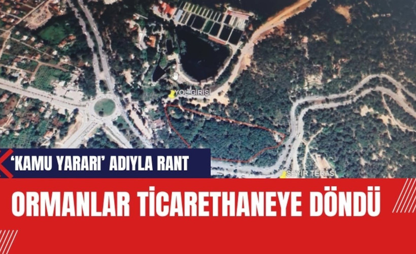 Bir ihale daha: Antalya'daki ormanlar ticarethaneye döndü