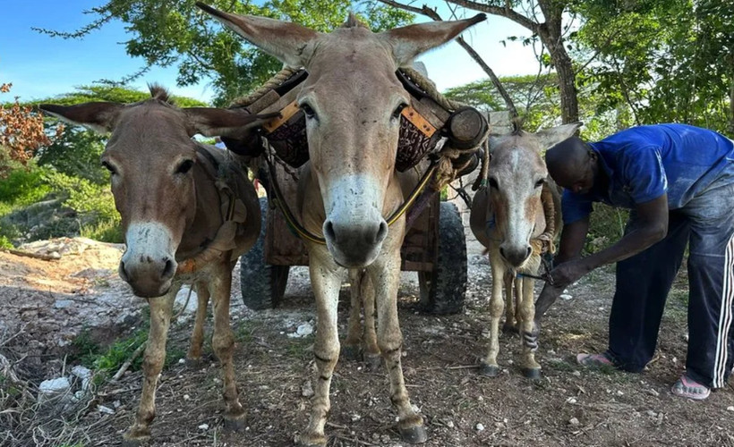 Afrika Birliği, Çin ilacı için eşek katliamına son verdi: 55 ülkede post ticareti yasaklandı