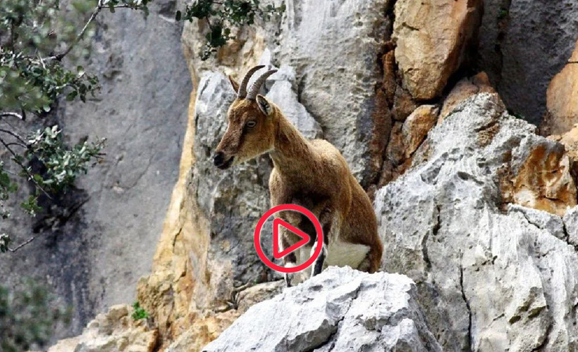 Niğde'de yaban keçisini öldüren kişiye 311 bin 522 lira para cezası