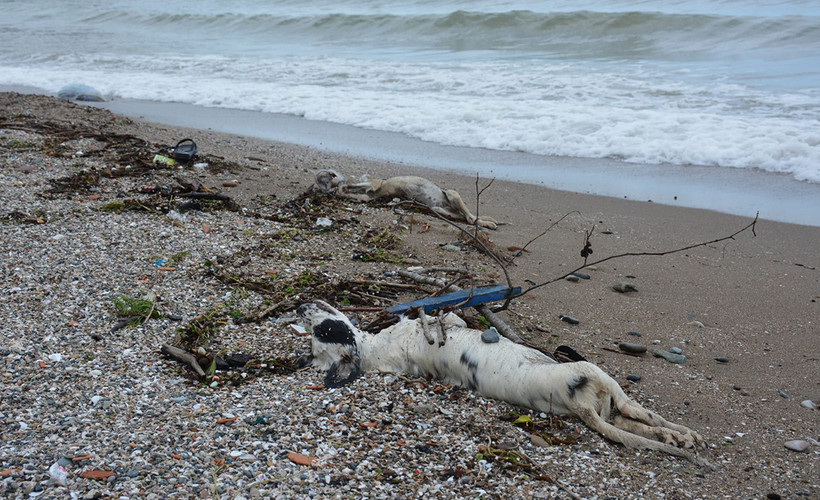 Giresun'da sahilde çok sayıda ölü köpek bulundu