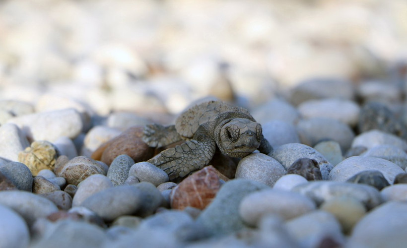 Caretta carettalar için gönüllü aranıyor