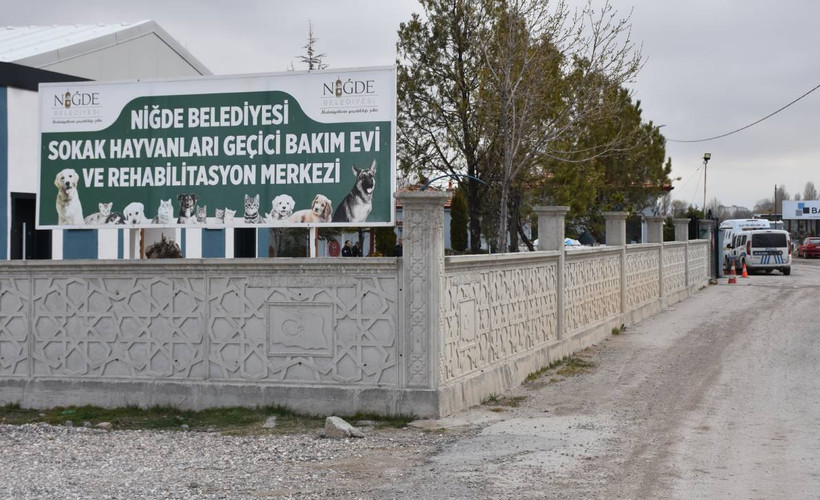 Dövüştürülen iki köpek barınaktan çalındı