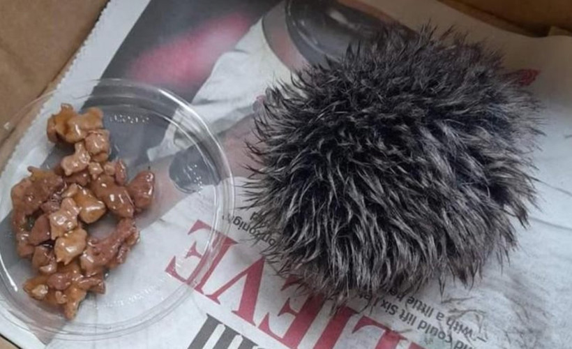 Yavru kirpi diye veterinere götürdü, şapka ponponu çıktı