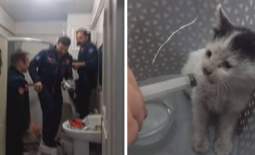 Avcılar'da 2 saatlik yavru kedi kurtarma operasyonu