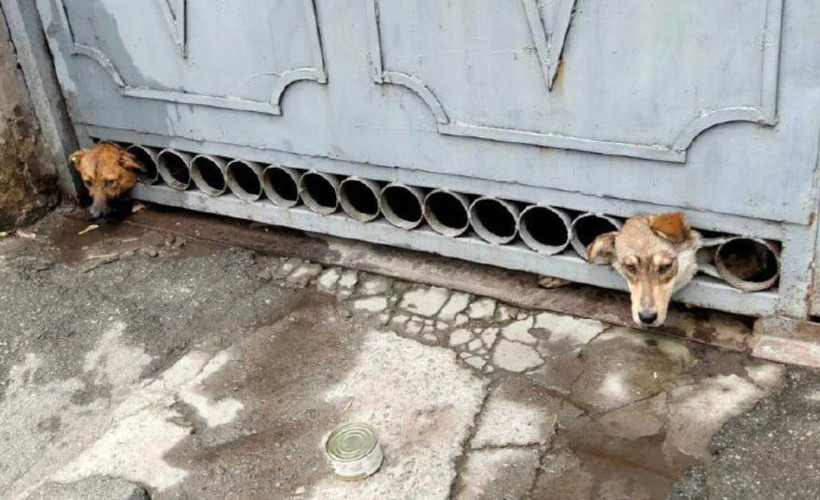 Herson’da bombardımandan korkan köpeklerin başı demir kapıya sıkıştı