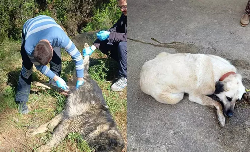 Bahçesinde baktığı köpekleri zehirlediler