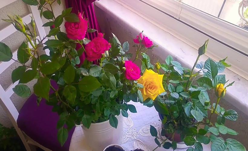 Gül açmıyor mu? Açmayan gülün açmasını sağlayacak en etkili çiçek bakım tüyosu