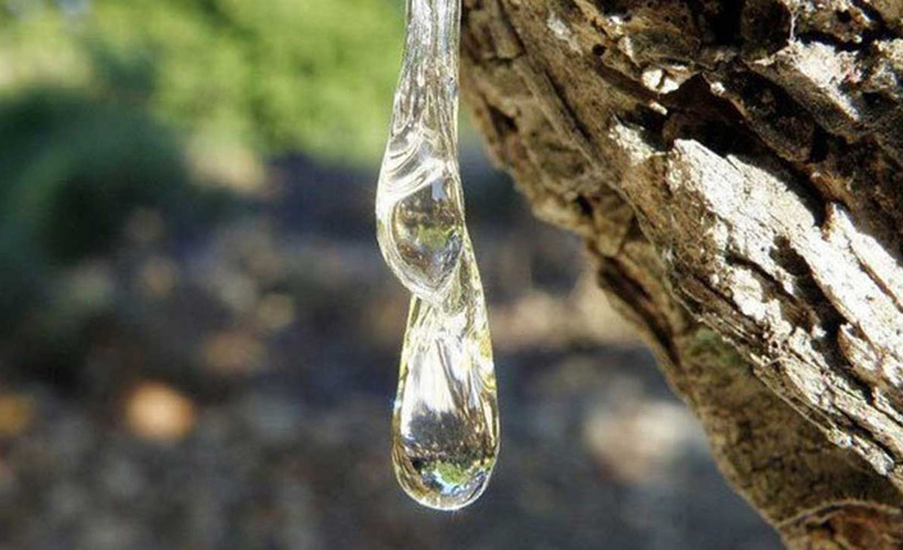 'Çeşme damla sakızı' coğrafi işaretle tescillendi