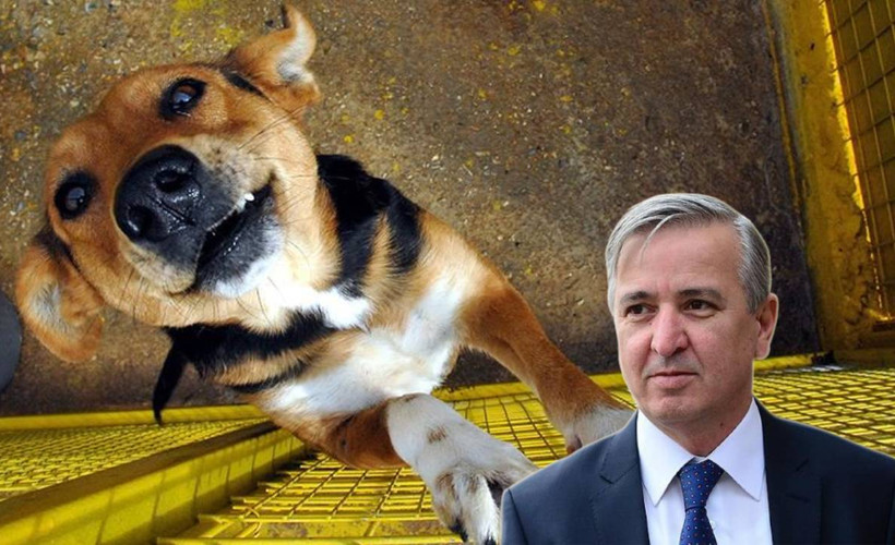 Yeni Şafak yazarı Aydın Ünal, sokakta yaşayan köpekleri hedef gösterdi: 'Öldürülmeleri' gerektiğini söyledi