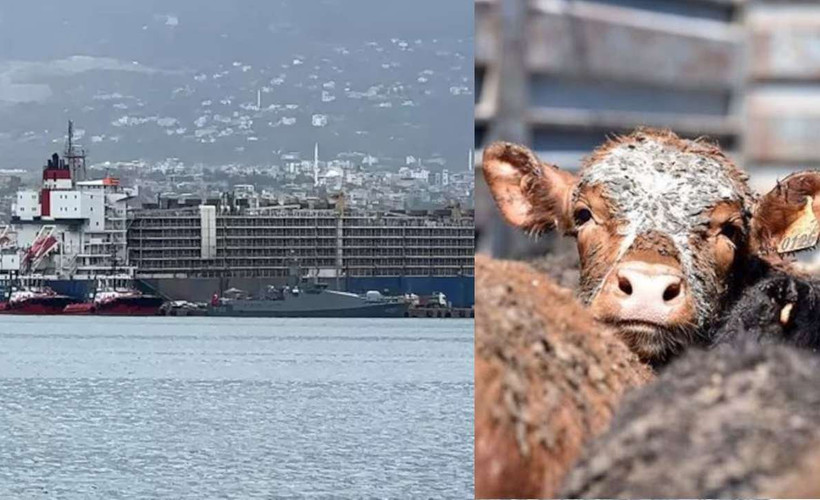 İskenderun Limanı'na gemiyle 27 bin angus geldi