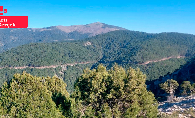 Muğla'da ormanlık alana RES girişimi: Binlerce ağaç kesilecek