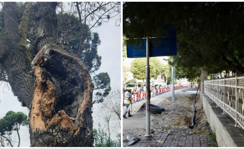 Kadıköy’de hasta ağaçların yerine yenileri dikilecek