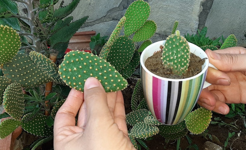 Kaktüsü soldurmadan çoğaltma yöntemi. Bu teknikle kaktüs solmuyor ve daha hızlı büyüyor