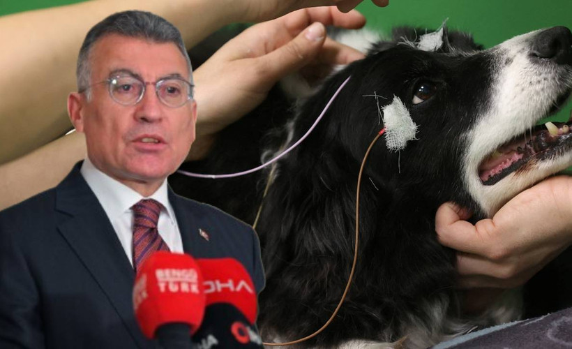 AKP katliam düzenlemesinde ısrarcı... Abdullah Güler: Barınakta bir ay içinde ehlileşmeyen köpekler uyutulacak