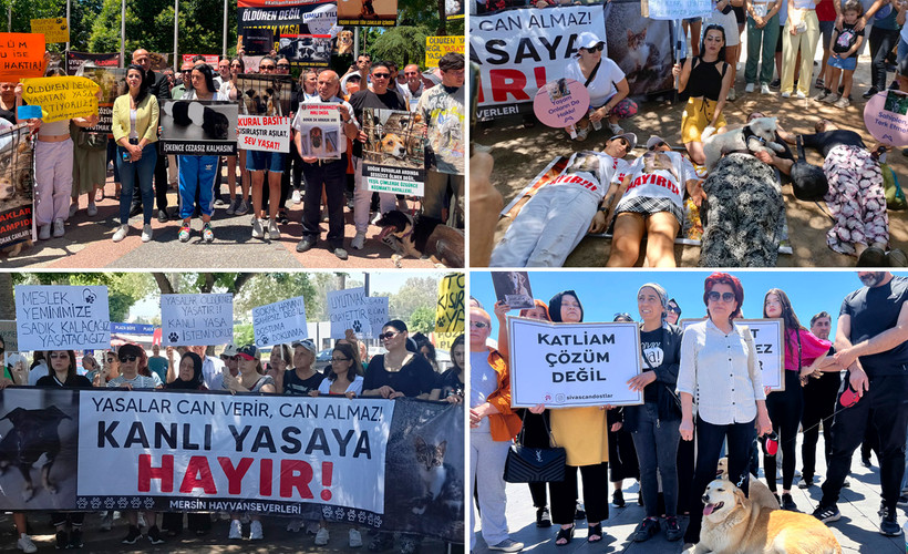 Tüm Türkiye sokak hayvanları için ayakta: 'Katliama izin vermeyeceğiz'