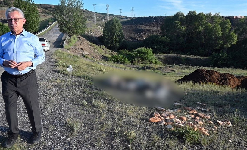 Yozgat'ta katliam: 20'den fazla sokak köpeği, iğne ile öldürülerek yol kenarına atıldı