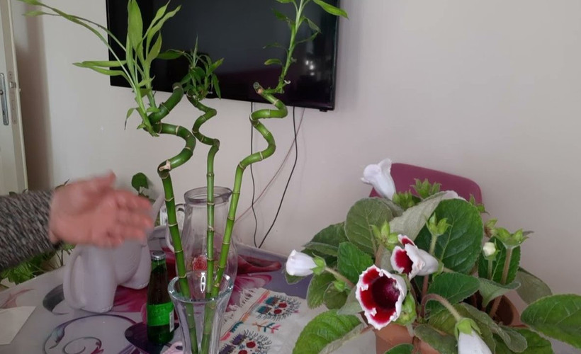 Evde bambu yetiştirmenin en kolay yolu! Bambu çok daha hızlı büyüyecek