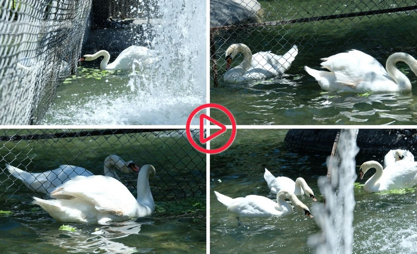 Kuğulu Park’ta kavga eden erkek kuğulara tel örgülü önlem: 'Sevenleri birleştiriyoruz'