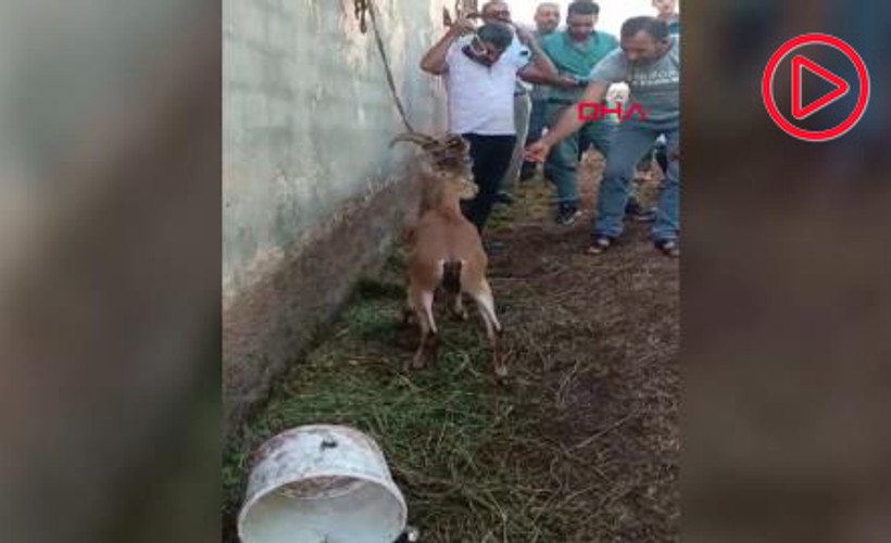 Elazığ'da bitkin halde bulunan dağ keçisi, tedavisinin ardından doğal ortamına salındı