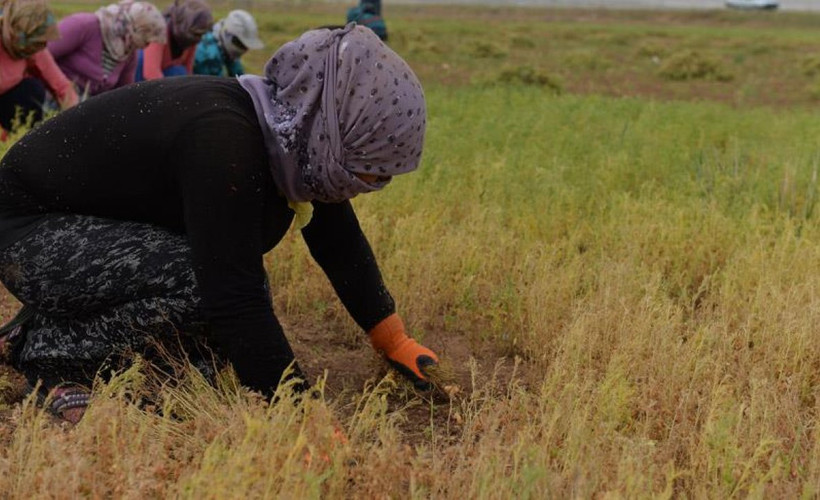 En ucuz manavda kilosu 30 TL'ye dayandı. Vatandaşın demirbaş sebzesi sofralarda aranır oldu