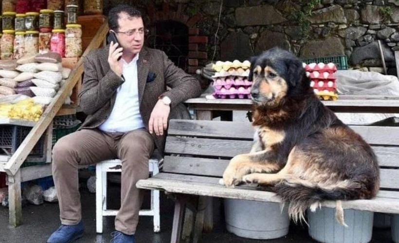 İmamoğlu madde madde anlattı: AKP'nin sokak hayvanları yasası neden uygulanamaz?