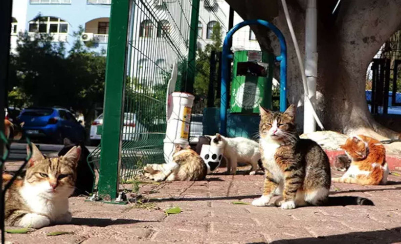 Sera Kadıgil'in talebiyle 'katliam yasası' teklifinde kediler kapsam dışına alındı