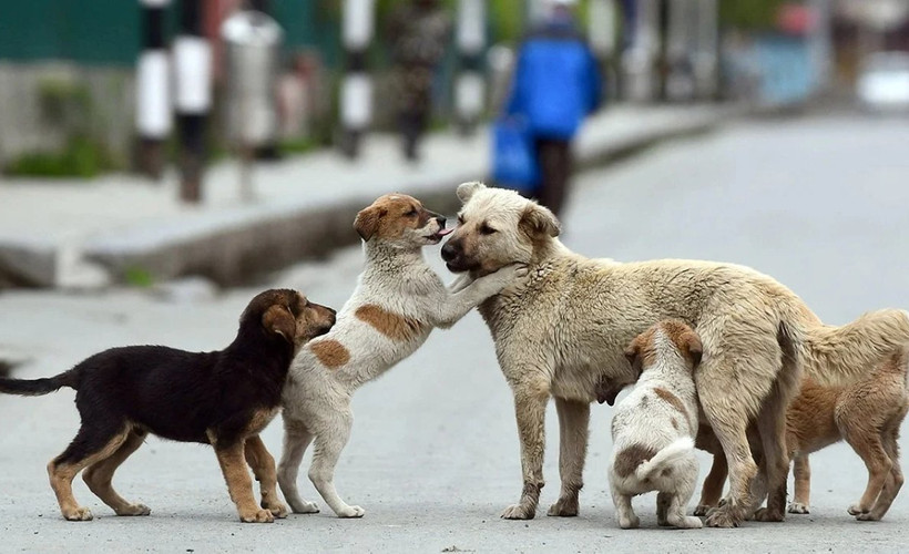 Bakan Yumaklı: Köpekleri öldürmeyen belediyecilere hapis cezası verilecek