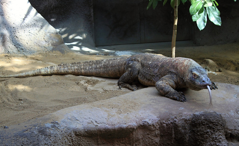 Komodo ejderlerinin dişlerine dair yeni bilgi