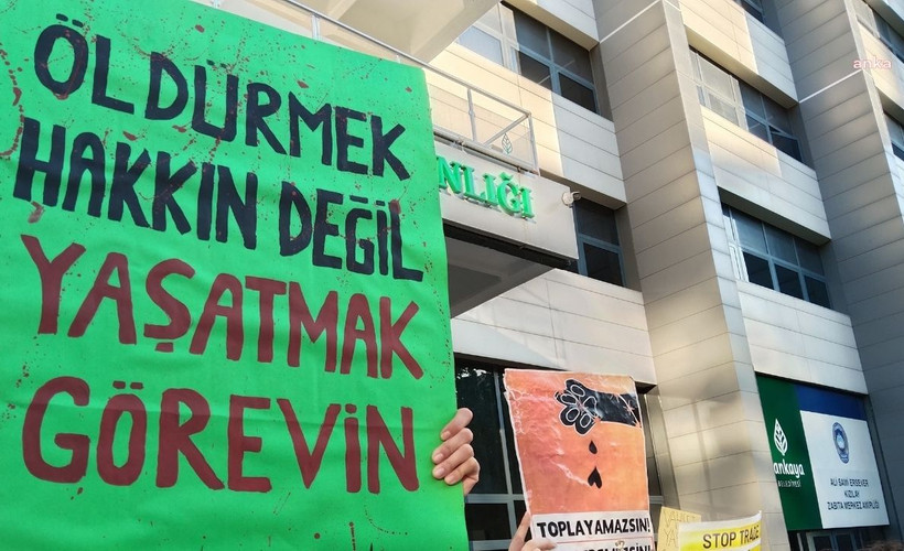 'Katliam yasası' yürürlüğe girdi: Belediyelerin sorumlulukları başlıyor