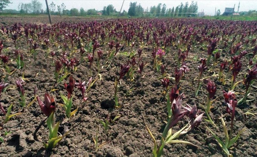 Domates, salatalık devri sona erdi! Bunu eken servet kazanıyor; kilosu 4000 lira ediyor