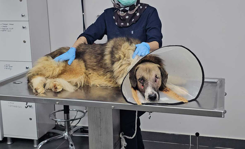 ‘Hedef tahtası’ gibi ateş edilen köpeği Hande Yener sahiplendi