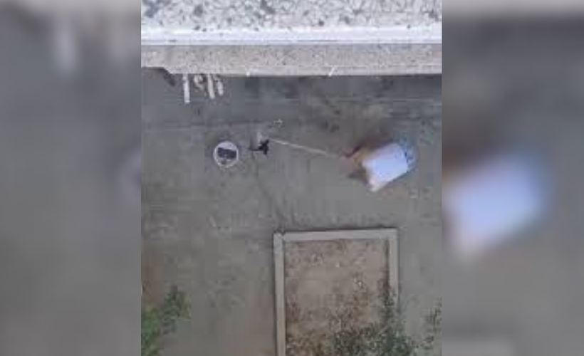 Manisa'da hayvana şiddet: Üç kedi yavrusunu sopayla döverek öldüren kişi gözaltına alındı
