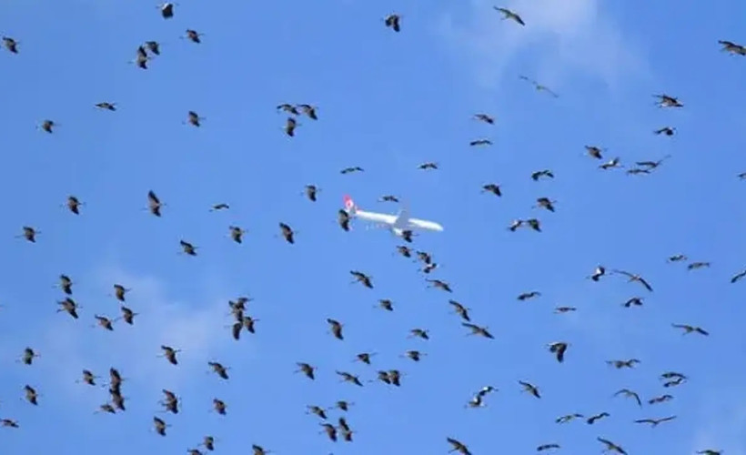 İstanbul hava sahasında leylek alarmı