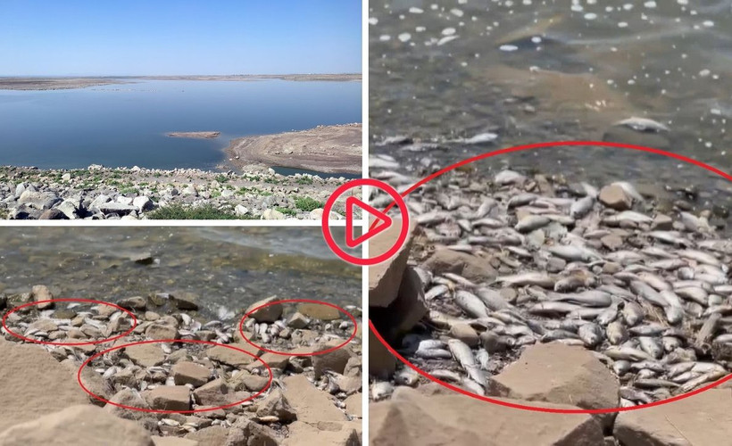 Diyarbakır Devegeçidi Baraj’ında 'Asya sazanı' ölümü