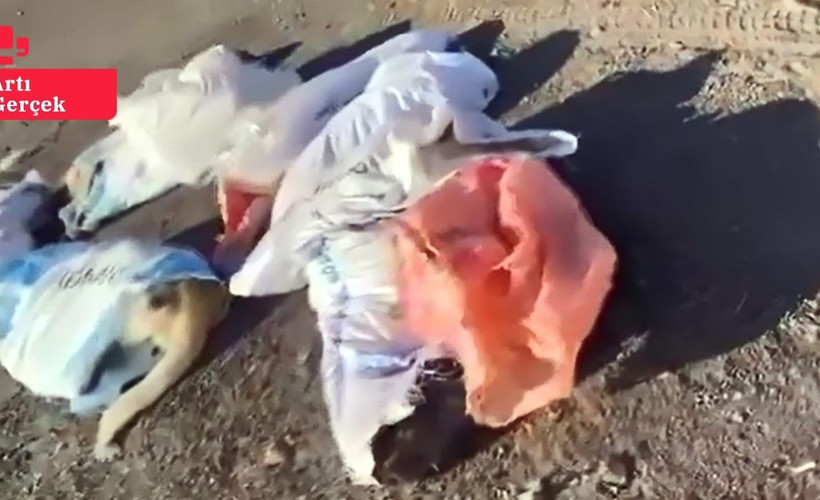 15 köpeğin öldürülmesi: Uzunköprü Belediye Başkanı'na göre 'Altında başka senaryolar var'