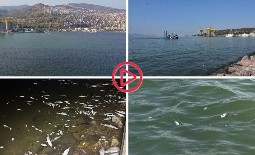 Bayraklı sahiline binlerce ölü balık vurdu: ‘Son 25 yılın en kirli İzmir Körfezi’