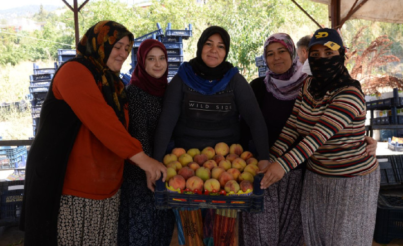 Mersin'de yerli şeftali hasadı başladı: Üreticiler verimden memnun