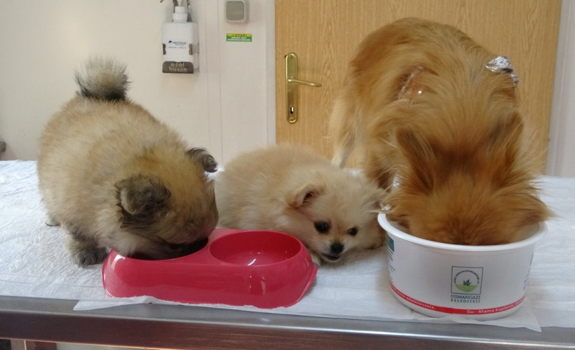 İşkenceye maruz bırakılan köpekler koruma altına alındı