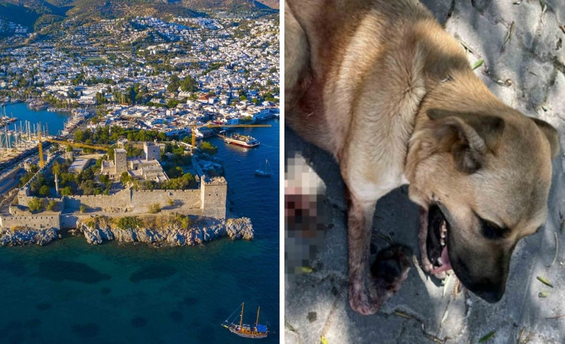 Bodrum'da bir köpek daha silahla vuruldu: Ayağı kesilecek